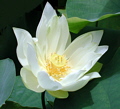 White&nbsp;Lotus